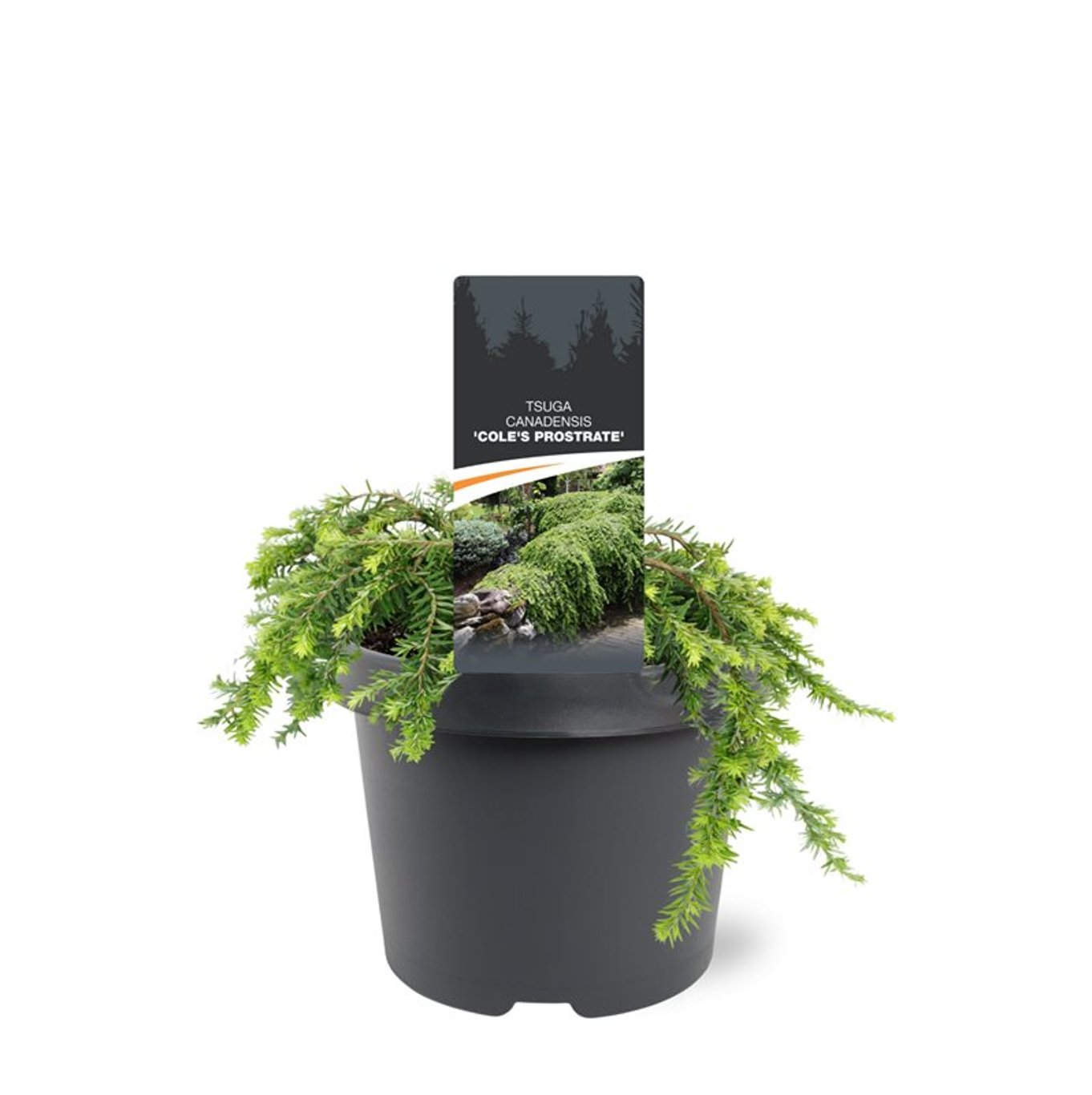 Tsuga can. 'Cole' - C3 20-25 CM